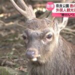 レス1番のリンク先のサムネイル画像