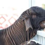 レス1番の画像2