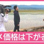 レス1番のリンク先のサムネイル画像