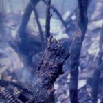 レス48番の画像1