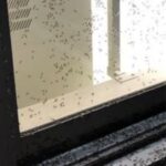 レス8番の画像2