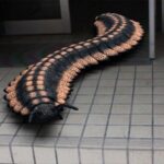 レス18番の画像1