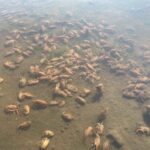 レス2番の画像1