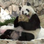 レス1番のリンク先のサムネイル画像