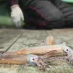 レス1番のリンク先のサムネイル画像