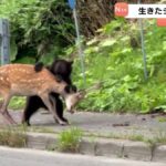 レス1番のリンク先のサムネイル画像