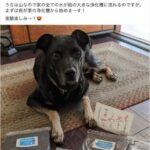 レス37番の画像1