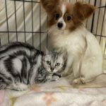 レス1番の画像1