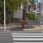 レス1番のリンク先のサムネイル画像