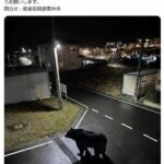 レス1番のリンク先のサムネイル画像