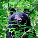 レス1番のリンク先のサムネイル画像