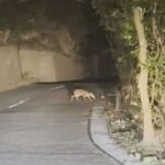 レス1番のリンク先のサムネイル画像