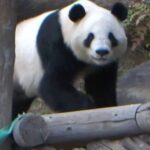 レス1番のリンク先のサムネイル画像