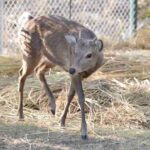 レス1番のリンク先のサムネイル画像