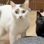 レス1番のリンク先のサムネイル画像