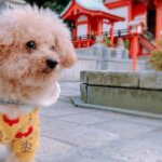 レス1番のリンク先のサムネイル画像