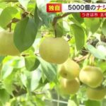 レス1番のリンク先のサムネイル画像