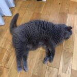 レス1番のリンク先のサムネイル画像