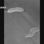 レス1番のリンク先のサムネイル画像