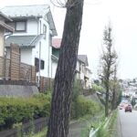 レス1番のリンク先のサムネイル画像