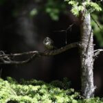 レス14番の画像1